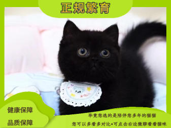 纯黑宠物猫 纯黑孟买纯黑英短纯黑矮脚纯黑拿破仑 招财辟邪纯种 纯黑宠物猫 纯黑孟买纯黑英短纯黑矮脚纯黑拿破仑 招财辟邪纯种