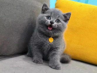 高品质家养英短美短布偶 价格便宜 活泼健康 送用品 高品质家养英短美短布偶 价格便宜 活泼健康 送用品