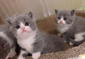 高品质家养英短美短布偶 价格便宜 活泼健康 送用品 高品质家养英短美短布偶 价格便宜 活泼健康 送用品