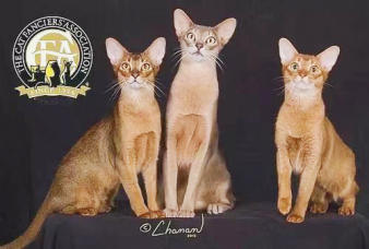 邯郸本地猫咪铽多了便宜卖399批发德文布偶缅因阿比英短矮脚蓝 邯郸本地猫咪铽多了便宜卖399批发德文布偶缅因阿比英短矮脚蓝