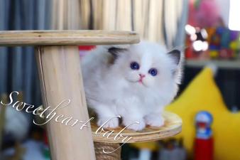 邯郸本地猫399起批发矮脚布偶缅因英短美短渐层加菲起司蓝猫暹 邯郸本地猫399起批发矮脚布偶缅因英短美短渐层加菲起司蓝猫暹