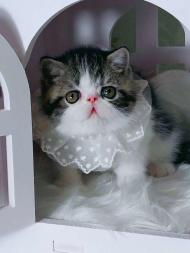 邯郸本地猫399起批发矮脚布偶缅因英短美短渐层加菲起司蓝猫暹 邯郸本地猫399起批发矮脚布偶缅因英短美短渐层加菲起司蓝猫暹