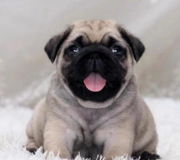 出售纯种巴哥幼犬品质非常好健康纯种 出售纯种巴哥幼犬品质非常好健康纯种