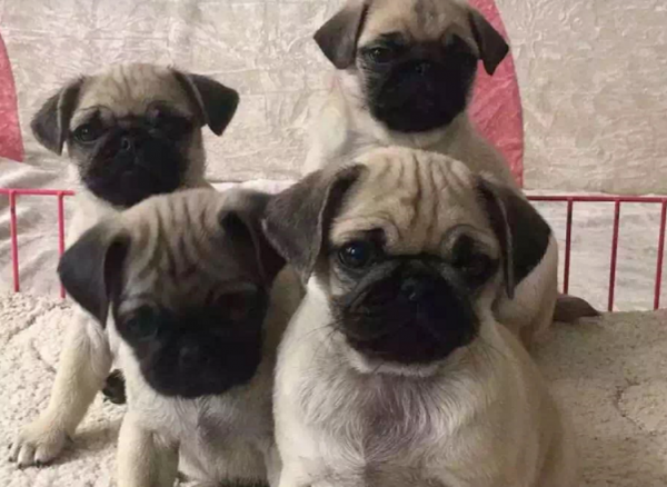 出售纯种巴哥幼犬品质非常好健康纯种 出售纯种巴哥幼犬品质非常好健康纯种