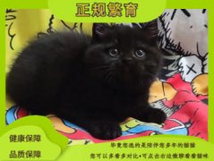 纯黑宠物猫 纯黑孟买纯黑英短纯黑矮脚纯黑拿破仑 招财辟邪纯种