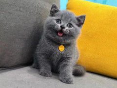 高品质家养英短美短布偶 价格便宜 活泼健康 送用品