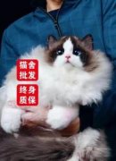 邯郸本地猫咪铽多了便宜卖399批发德文布偶缅因阿比英短矮脚蓝