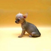 赛级精品【吉娃娃】包纯种丶疫苗驱虫已做完丶CKU犬舍直销