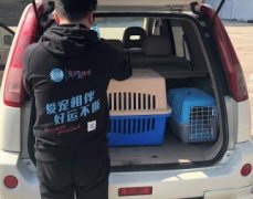 邯郸宠物托运 专业靠谱全部包办 安全大公司有保险